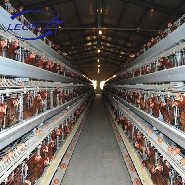 H type layer cage1