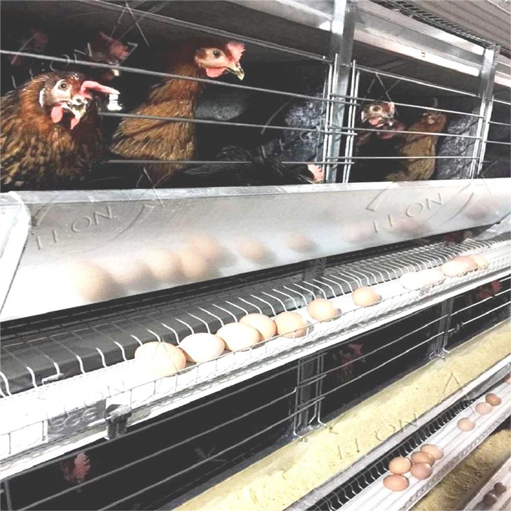 H Type Poultry Cages For Layer Chickens