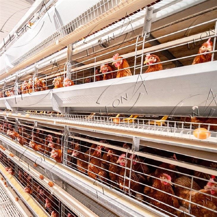 H Type Poultry Cages For Layer Chickens
